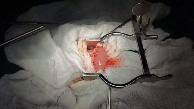 Canine Gastrotomy смотреть онлайн