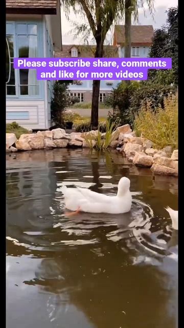 Sleeping Duck 🦆 #viral #trending #shorts #ytshorts смотреть онлайн