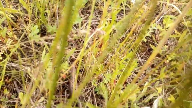 В погоне за ящером смотреть онлайн