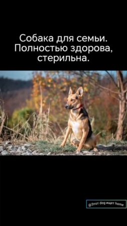 Девочка в дом