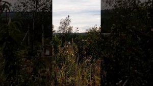 Гигантский коршун или ястреб сидит на дереве смотреть до конца я снимал 1 раз