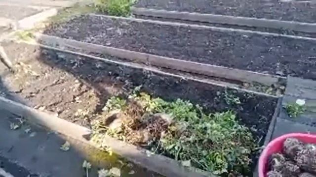 Заключительная работа на участке. Уборка сельдерея и капусты. смотреть онлайн