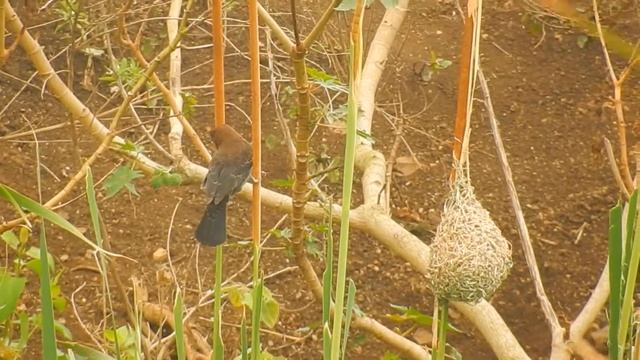 Grosbeak Weaver смотреть онлайн