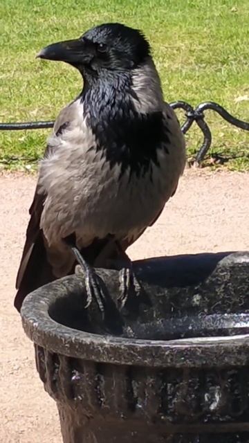 #ворон смотреть онлайн