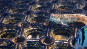 Вот такие собачки живут на ступеньках пирса Breakers Diving & Surfing Lodge,Сома Бэй. Египет.