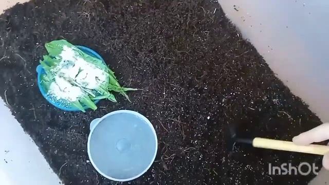 Уборка в контейнере у улиток ахатин фулик. #улитки #ахатина смотреть онлайн