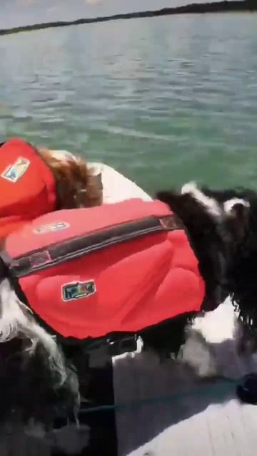 Are you going on a paddle board adventure with us?😄ISUP #linkinbio puppy summer смотреть онлайн