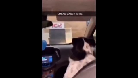 Домашние животные