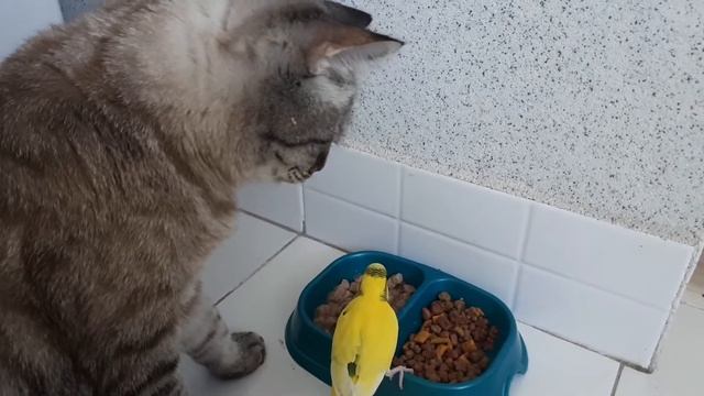 Наглый попугай смотреть онлайн