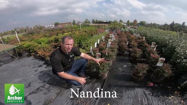 Nandina - Archer Services смотреть онлайн