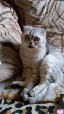 Девчачий чат