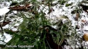 Первый снег