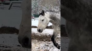 Лошади клуба Баллада: табун жеребцов. часть 9