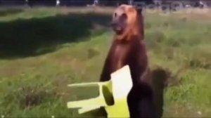 Фриди фазбер мем