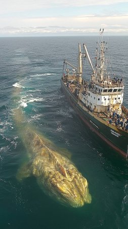 Встреча с морским гигантом