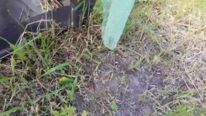 Потрава пчел на рапсе!!! 2021