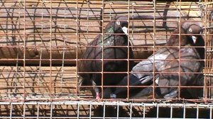 Николаевские голуби.Новые (старые) голуби
