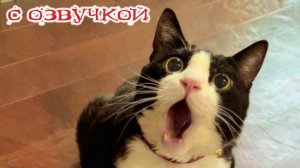 Смешные Коты и Собаки С ОЗВУЧКОЙ
