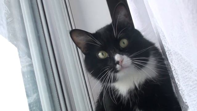 Кот,футбол...Ну где вы придурки?!!