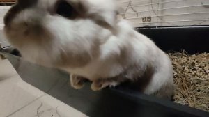 Выпрашивает ДОБАВКУ, такой милый