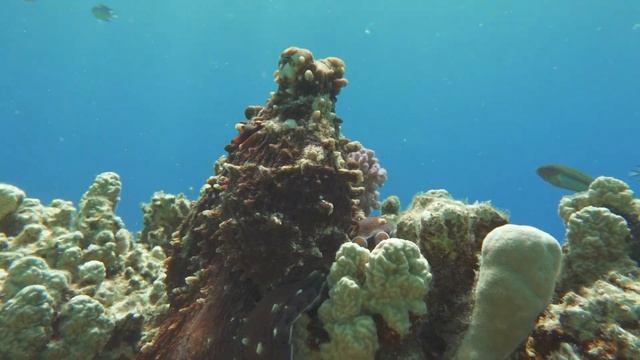 Big Blue Octopus on the Red Sea Reefs.The cyanea octopus, also known as the Big Blue Octopus. смотреть онлайн
