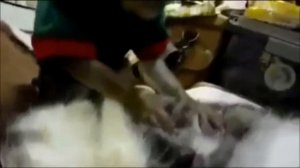 Обезьяна и кот