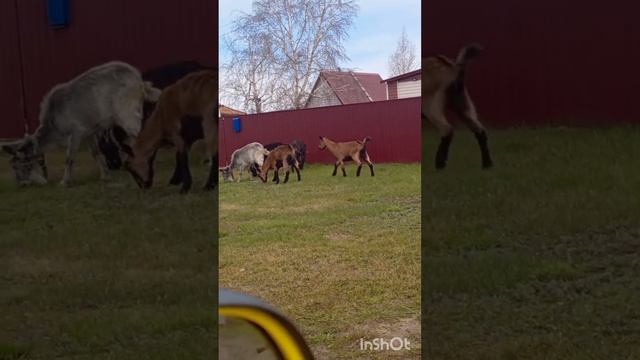 КОЗЮШКИ ЛАПАТУШКИ