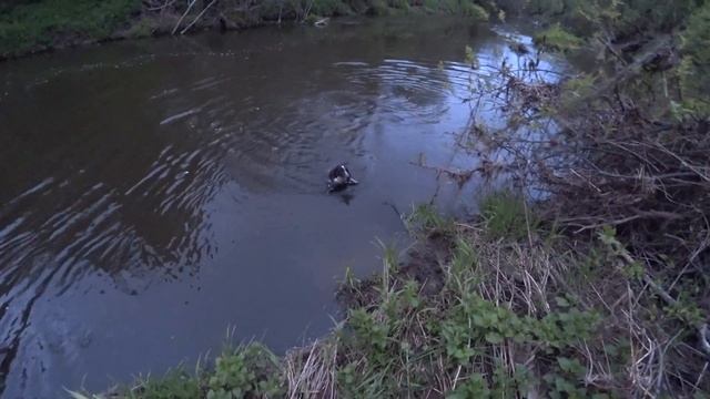 ОХОТА НА ЛЕСНОЙ РЕКЕ-ЗАКРЫЛ ВЕСЕННИЙ СЕЗОН смотреть онлайн