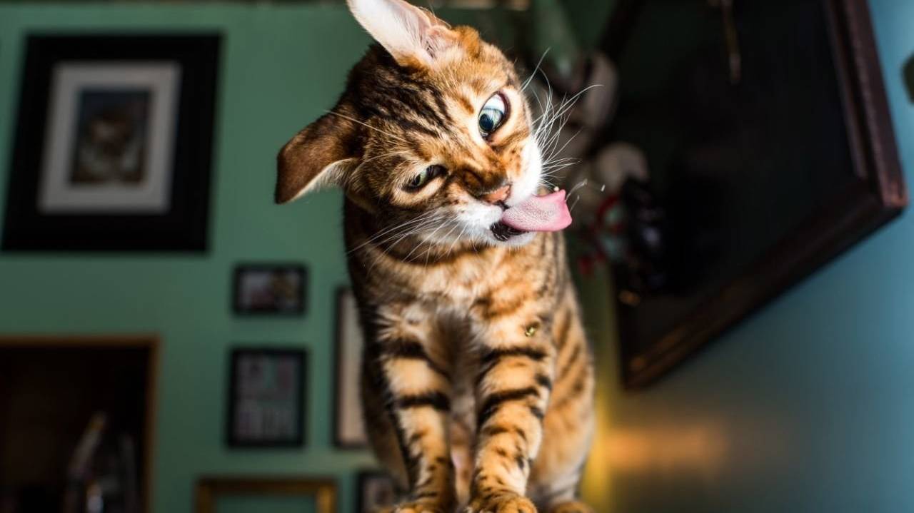 НОВЫЕ Видео с Кошками 😅 Смешные Коты. Смешные Видео про Котов смотреть онлайн