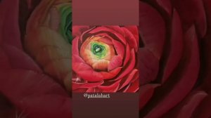 Картины, покрытые акрил-стирольным и фисташковым лаком.