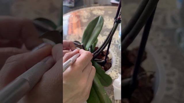 Загнивание листа рядом с деткой. Скорая помощь. #цветочныйдоктор #цветочныйдоктор_важное #орхидея