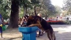 Собака пьёт воду