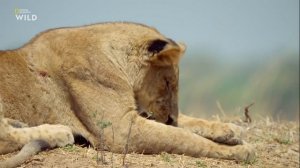 Африканские охотники: 3 сезон 1 серия | Восхождение Кимбы 🦁🌿