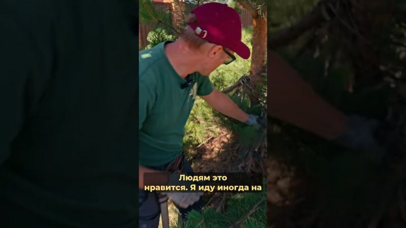 Даем людям зелени  #сад #дача #сосна #обрезка #ниваки