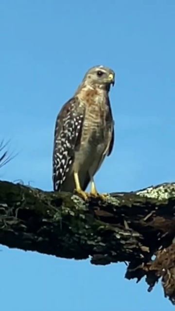 When a little girl meets a Hawk смотреть онлайн