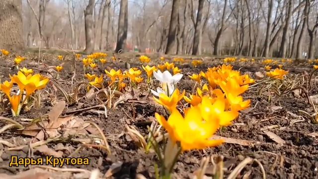 Весенняя жизнь закипела...🐝🐝🐝 смотреть онлайн