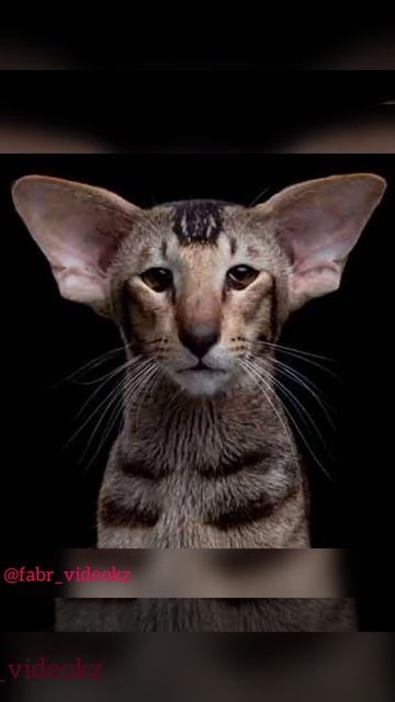 Я КОШЕЧКА ГЛАМУР МУР-МУР-МУР смотреть онлайн