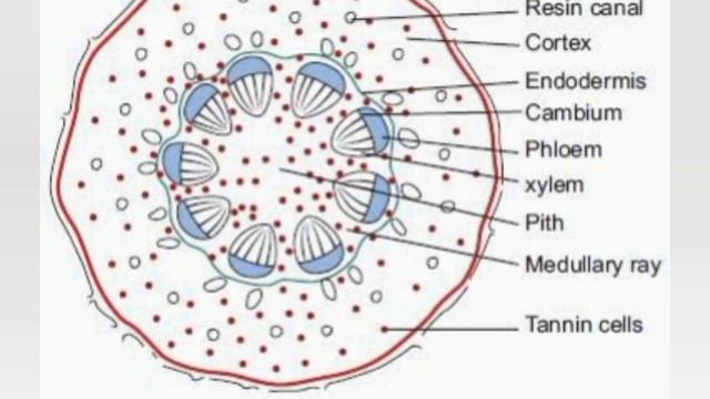 #Anatomy of root смотреть онлайн