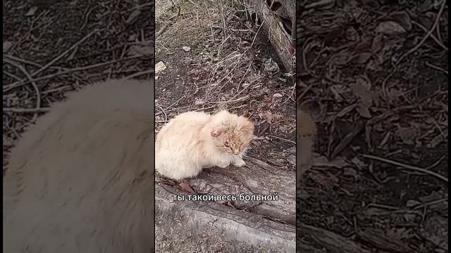 В садах возле г. Заречного обнаружены брошенные дачниками кошки.  помощьбездомным  брошенныекоты