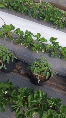 доделали полив на помидоры 🍅🍅🍅 #дача #садоводничество #огород #сад #garden #обзордачи