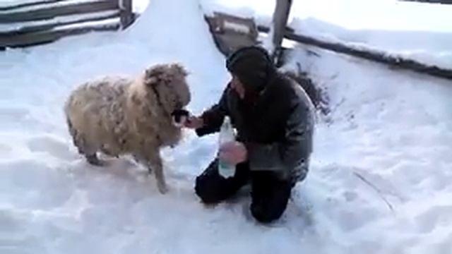 Пьяный танкист и баран. смотреть онлайн