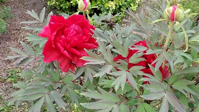 看看我邻居们的花园， 丁香和牡丹开得正好 смотреть онлайн