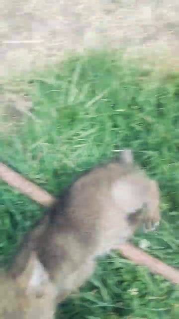 lilly and her ball! #coyote #cute #lilly #rescue #puppy #coyotelilly #babycoyote #animals смотреть онлайн