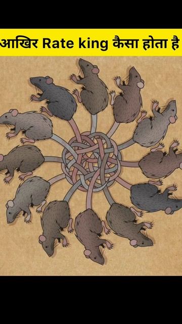 Rat king आपन कभ दख ह shorts viral facts king