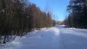 В лесу свежий и чистый воздух Pogoda v Sibiri