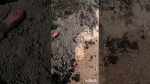 Высадка клубники весной рассадой фриго