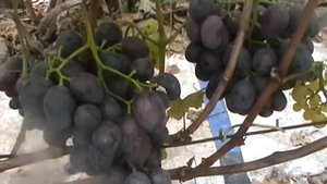 Сорт винограда Консуэло - сезон 2015