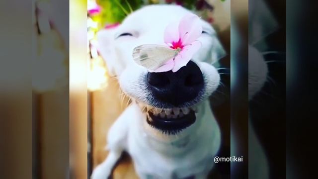 Самые преданные животные на свете