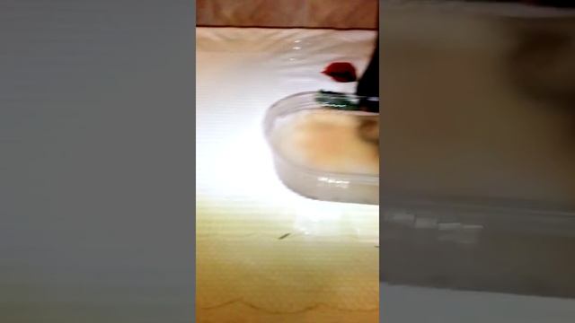 Мой тритон смотреть онлайн