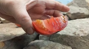 Dwarf Black Angus Tomato